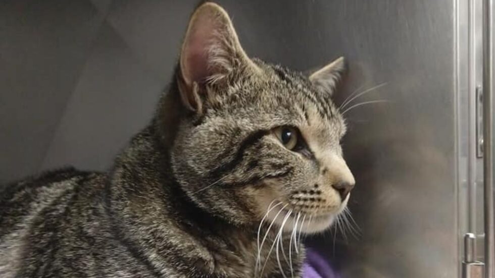 Berkshire Veterinary Hospital Patient Gallery Vet Clinic In