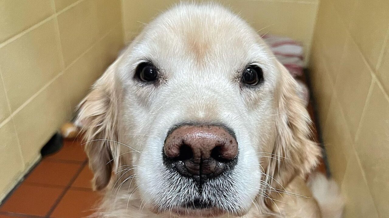 Berkshire Veterinary Hospital Patient Gallery Vet Clinic In