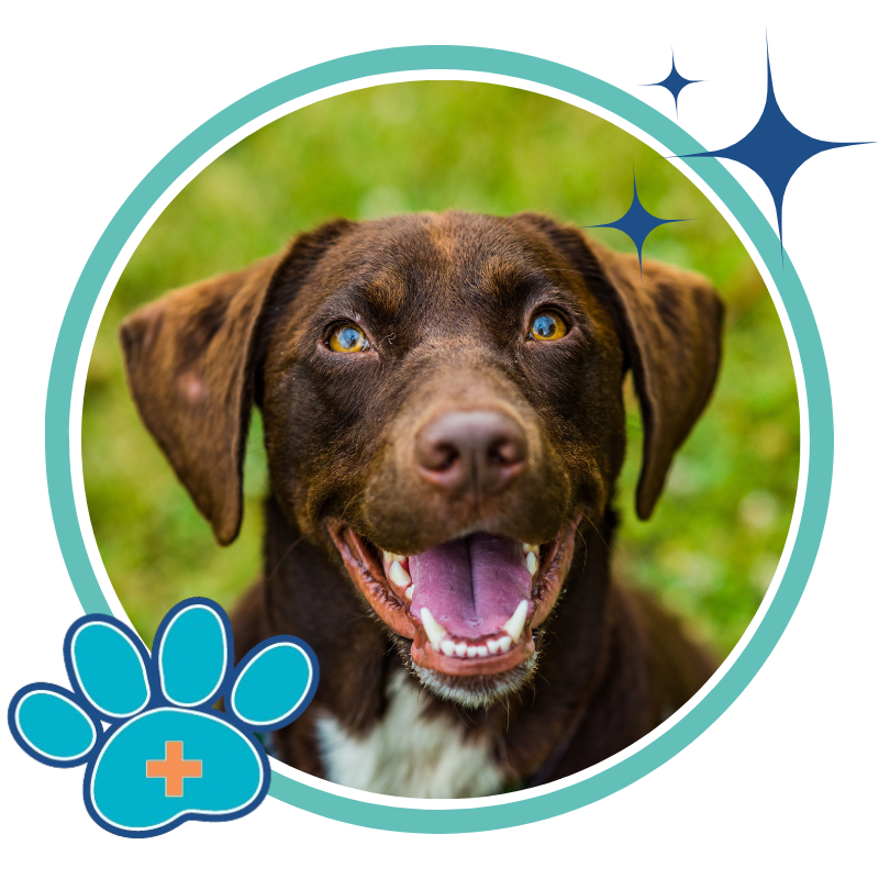 Meet Our Veterinary Team